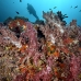 coral_soft_hm_lan_v_0198_tha5621.jpg